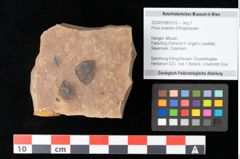 Foto (Objekt + Etikett) von Pinus praelarix Ettingshausen (NHMW-GEO-2024-0188-0310)